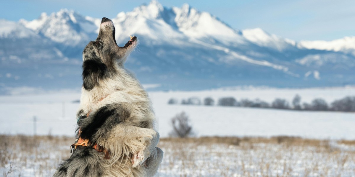 eznpc Why the 120 lb Backpack Mod in Fallout 76 Is Worth It